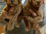 Red Brown Kizil Her Boy Orji̇nal Toy Poodle