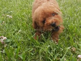 Red Brown Kizil Her Boy Orji̇nal Toy Poodle