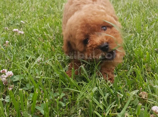 Red Brown Kizil Her Boy Orji̇nal Toy Poodle görsel