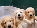 BEBEK YÜZ İNANILMAZ KALİTE GOLDEN YAVRULARIMIZ