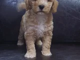 Her Renk Her Boy Orji̇nal Malti̇poo Yavrular