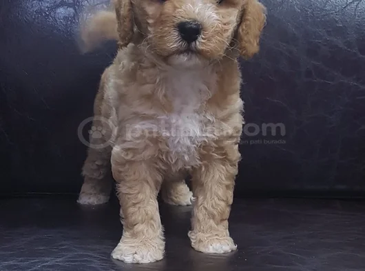 Her Renk Her Boy Orji̇nal Malti̇poo Yavrular görsel