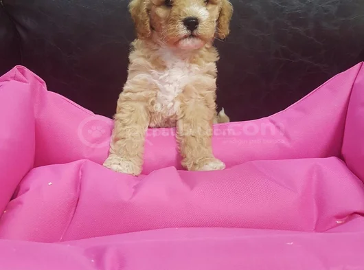 Her Renk Her Boy Orji̇nal Malti̇poo Yavrular görsel