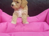 Her Renk Her Boy Orji̇nal Malti̇poo Yavrular