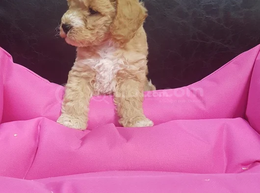 Her Renk Her Boy Orji̇nal Malti̇poo Yavrular görsel