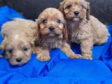 Anne Baba Orji̇nal Cockapoo Yavrular