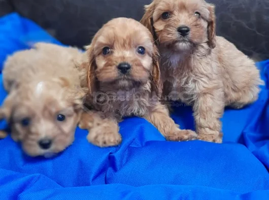 Anne Baba Orji̇nal Cockapoo Yavrular görsel