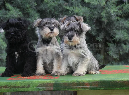 Secereli Minyatür Schnauzer görsel