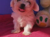 Orji̇nal Her Boy Bembeyaz Maltese Teri̇er Yavrular