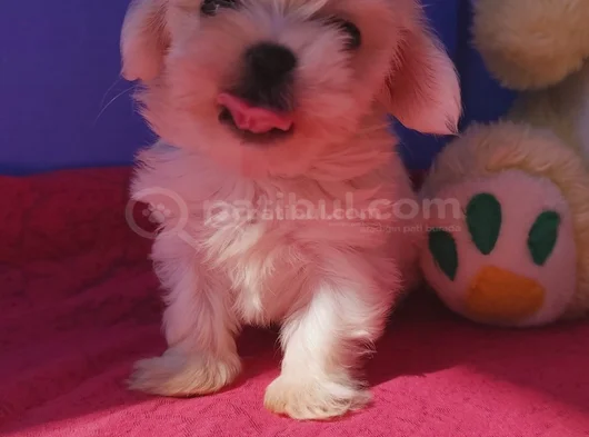 Orji̇nal Her Boy Bembeyaz Maltese Teri̇er Yavrular görsel
