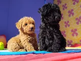 Red Brown Kizil Her Boy Orji̇nal Toy Poodle