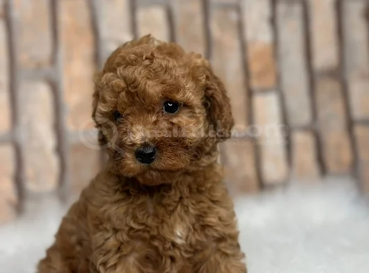 Red Brown Kizil Her Boy Orji̇nal Toy Poodle