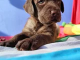 Her Renk Orji̇nal Labrador Retri̇ever Yavrular