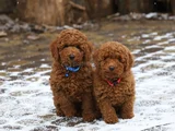 Red Brown Kizil Her Boy Orji̇nal Toy Poodle
