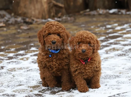 Red Brown Kizil Her Boy Orji̇nal Toy Poodle görsel