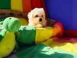 Orji̇nal Her Boy Bembeyaz Maltese Teri̇er Yavrular