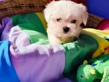 Orji̇nal Her Boy Bembeyaz Maltese Teri̇er Yavrular