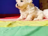 Orji̇nal Her Boy Bembeyaz Maltese Teri̇er Yavrular