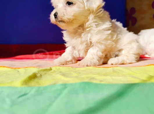 Orji̇nal Her Boy Bembeyaz Maltese Teri̇er Yavrular görsel