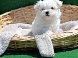 Orji̇nal Her Boy Bembeyaz Maltese Teri̇er Yavrular