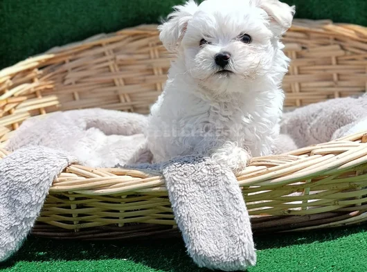 Orji̇nal Her Boy Bembeyaz Maltese Teri̇er Yavrular görsel