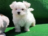 Orji̇nal Her Boy Bembeyaz Maltese Teri̇er Yavrular