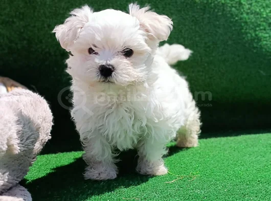Orji̇nal Her Boy Bembeyaz Maltese Teri̇er Yavrular görsel