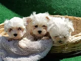 Orji̇nal Her Boy Bembeyaz Maltese Teri̇er Yavrular