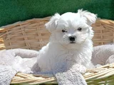 Orji̇nal Her Boy Bembeyaz Maltese Teri̇er Yavrular