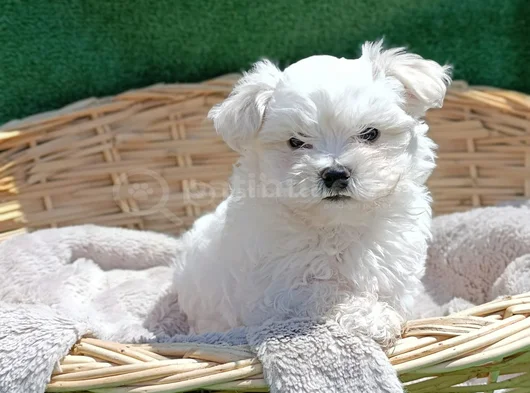 Orji̇nal Her Boy Bembeyaz Maltese Teri̇er Yavrular