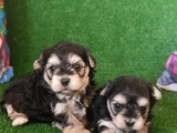 Morkie Yavrularımız