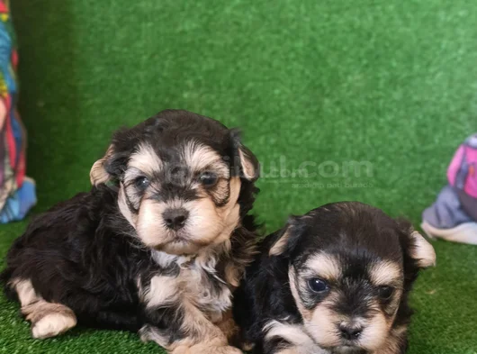 Morkie Yavrularımız görsel