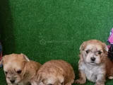 Morkie Yavrularımız