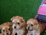 Morkie Yavrularımız