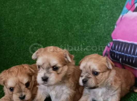 Morkie Yavrularımız görsel