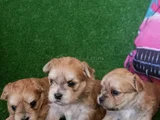 Morkie yavrularımız