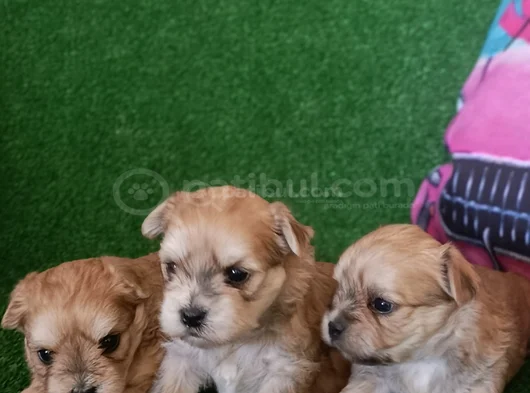 Morkie Yavrularımız