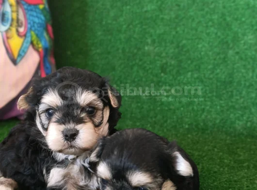 Morkie Yavrularımız görsel