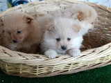 Pomeranian yavrularımız