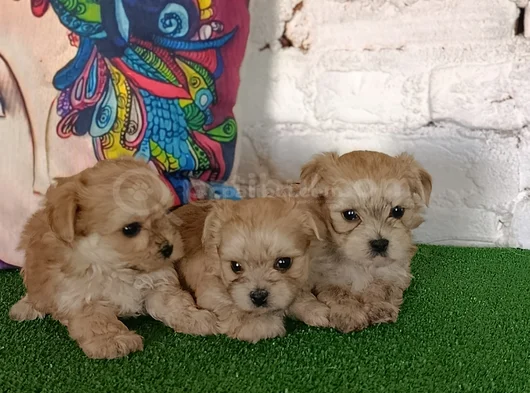 Morkie Yavrularımız görsel