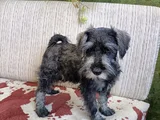 Secereli Minyatür Schnauzer