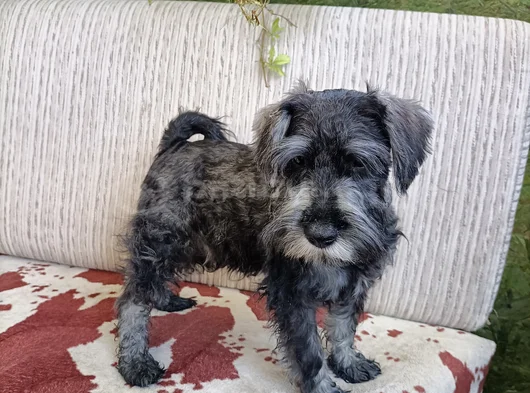 Secereli Minyatür Schnauzer görsel