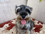 Secereli Minyatür schnauzer