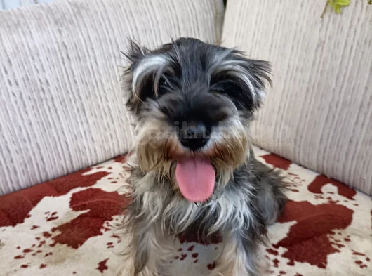 Secereli Minyatür Schnauzer