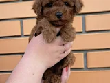 Micro Tea Cup Poodle Yavrularımız