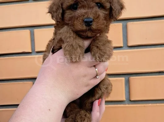 Micro Tea Cup Poodle Yavrularımız görsel