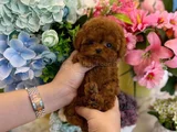 Micro Tea Cup Poodle Yavrularımız