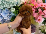 Micro Tea Cup Poodle Yavrularımız