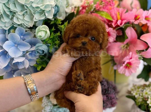 Micro Tea Cup Poodle Yavrularımız görsel