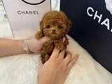 Micro Tea Cup Poodle Yavrularımız